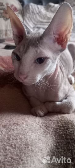Кошки донской сфинкс