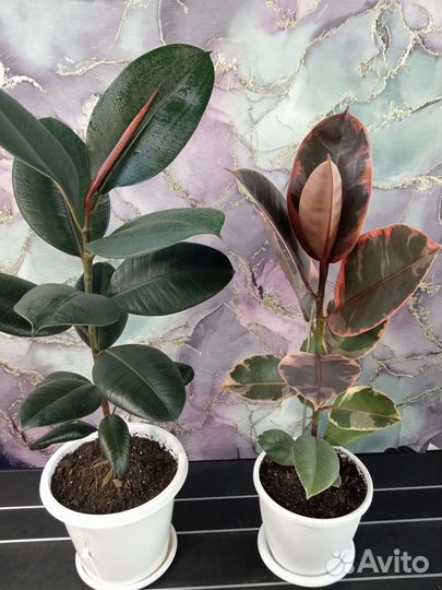 Фикус Руби, Бурунди