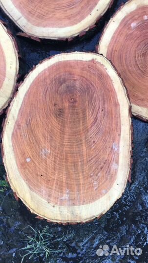 Торцевые спилы акация красная