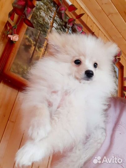 Померанский шпиц