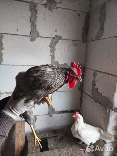 Яйца куриные