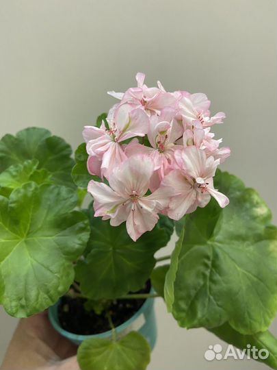 Пеларгония герань сортовая