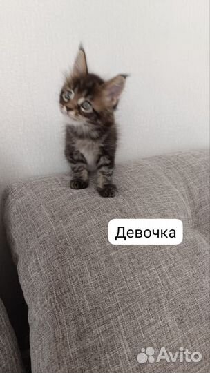 Котята мейн-кун