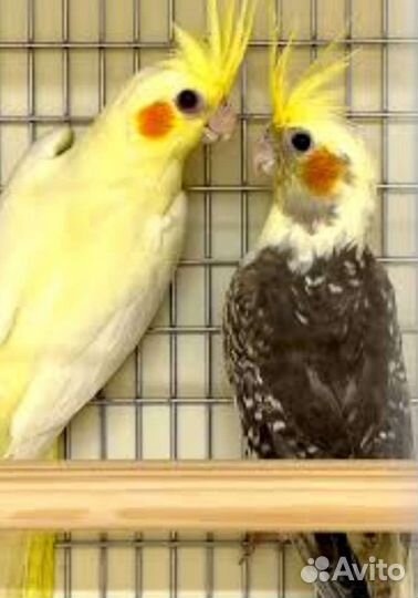 Продажа птицы