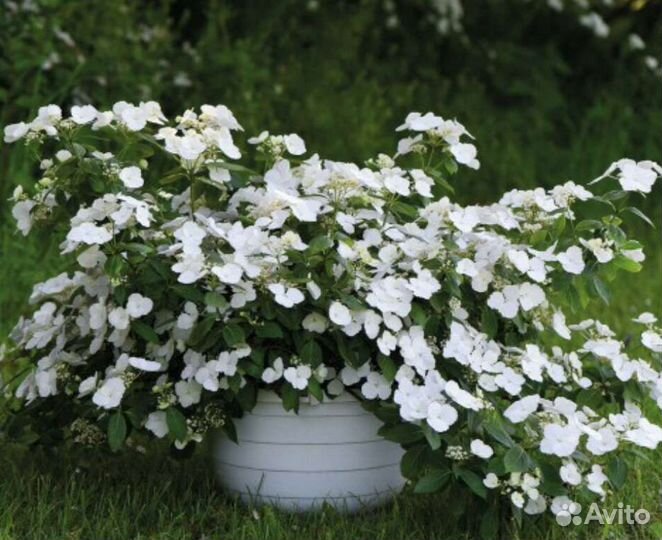 Гортензия ремонтантная