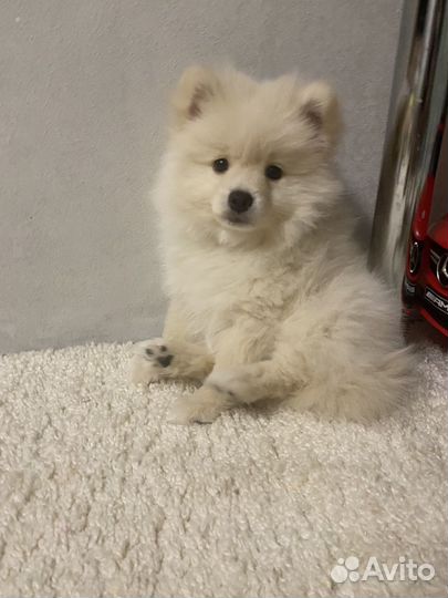 Щенки шпица