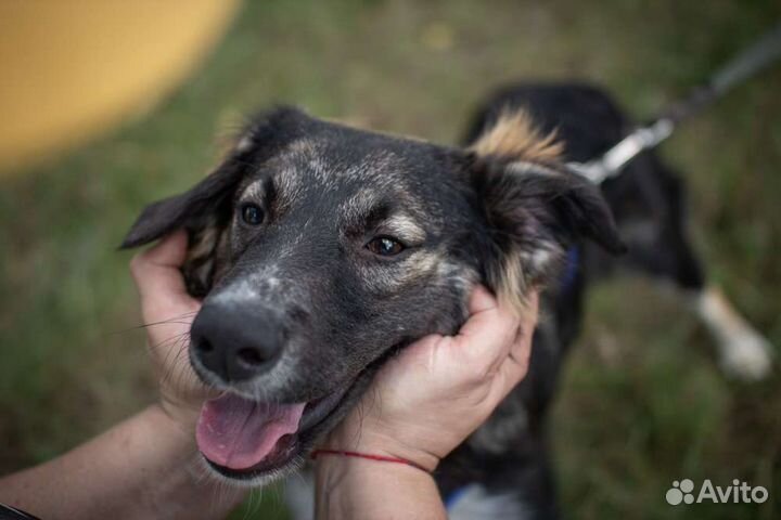 Щенок Генри ищет дом