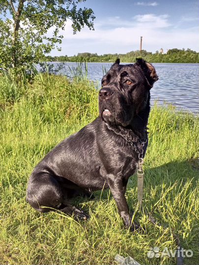 Собака в добрые руки отдам бесплатно