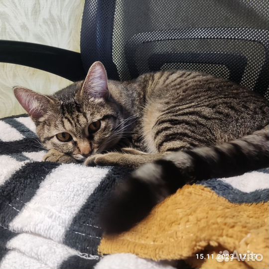 Вязка кошек бесплатно