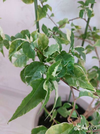 Бугенвиллия вариегатная