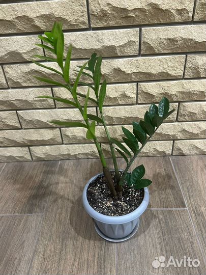 Замиокулькас и черный равен цветы