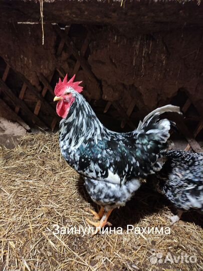 Петух Ливенские ситцевая