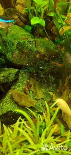 Аквариумные рыбы