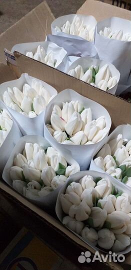 Цветы тюльпаны