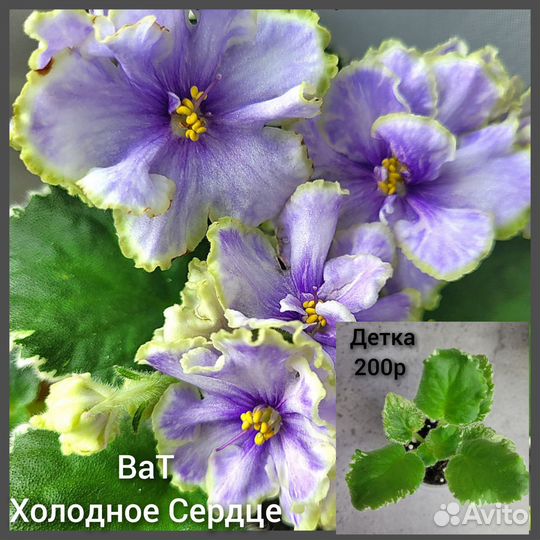 Фиалка детки