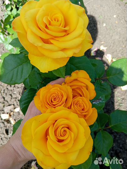 Продаю розы