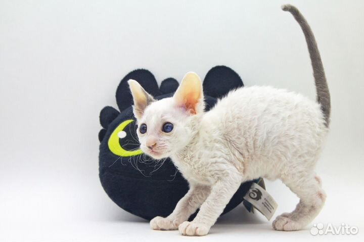 Котята корниш-рекс