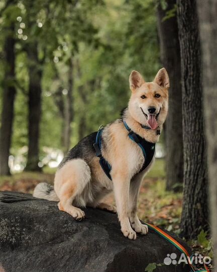 Молодая собачка Лилу в поисках дома