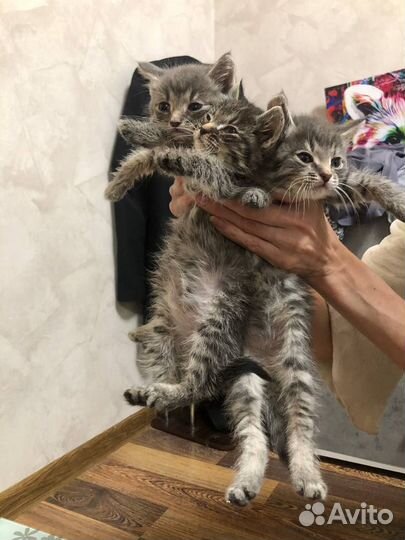 Котята бесплатно