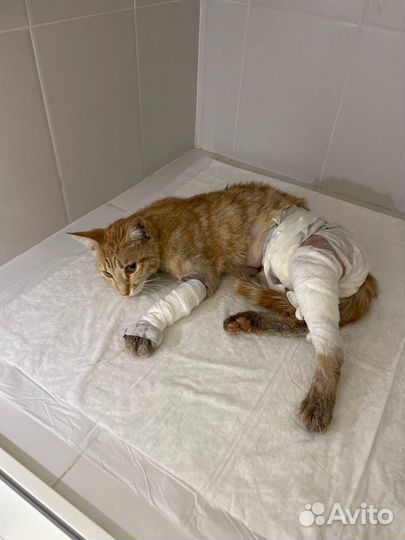 Нужен хозяин для рыжего