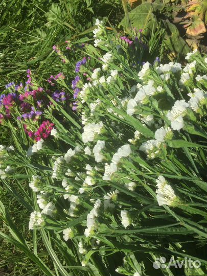 Статица сухоцвет