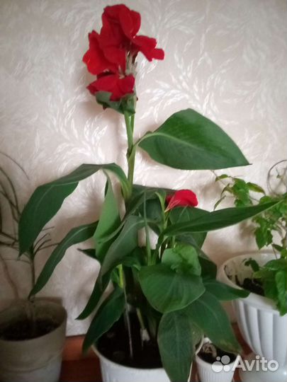 Канны, хризантема белая мультифлора
