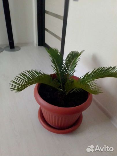 Пальма саговая