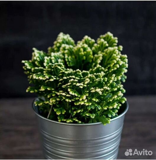 Селагинелла