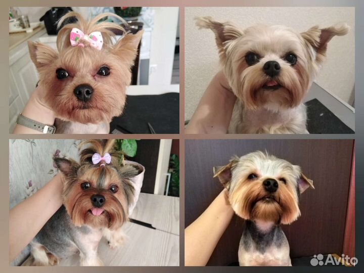 Стрижка кошек и собак выезд в любой район