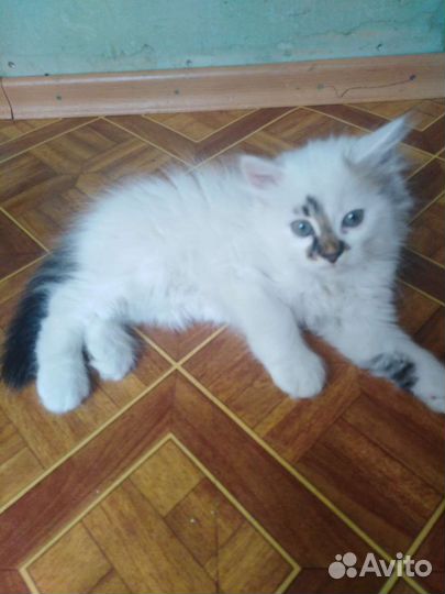 Отдам в добрые руки