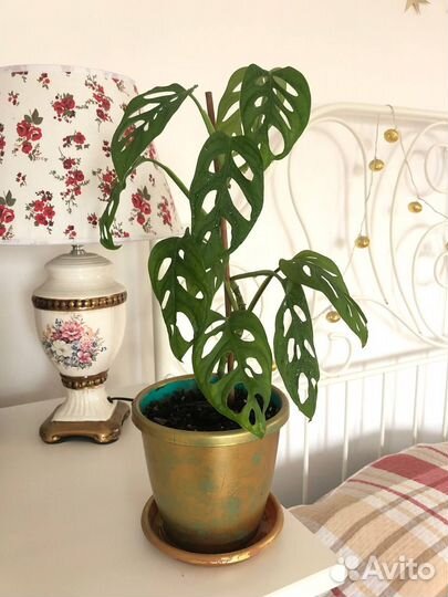 Монстера адансона