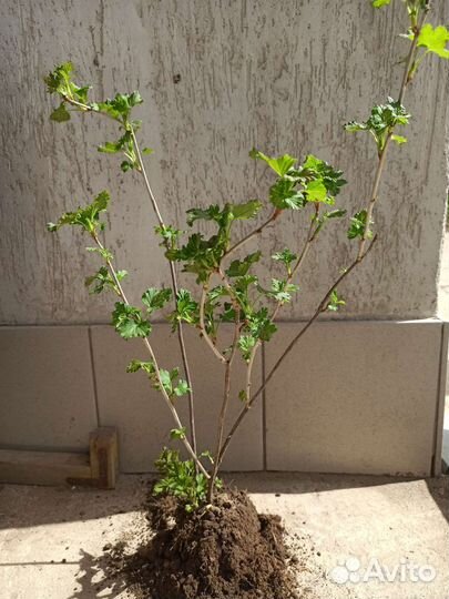 Черная смородина саженцы