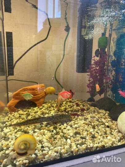 Аквариум