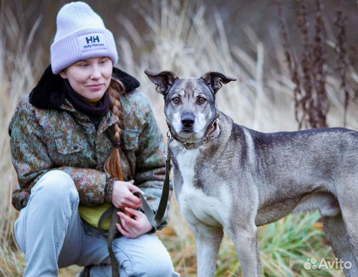 Собака в добрые руки