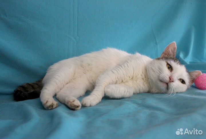 Кошка Мишель