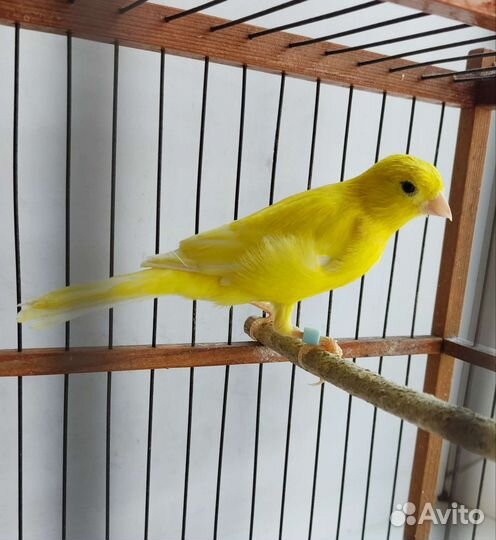 Кенара и канарейки