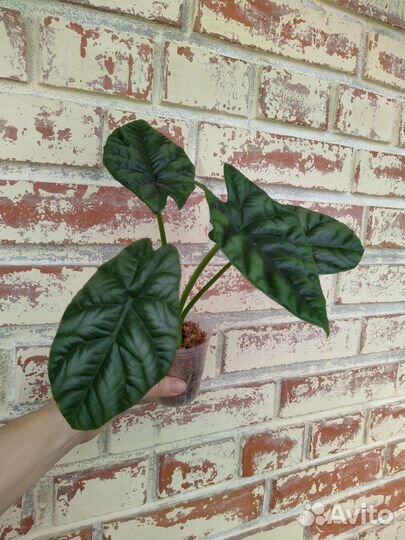 Алоказия Синуата