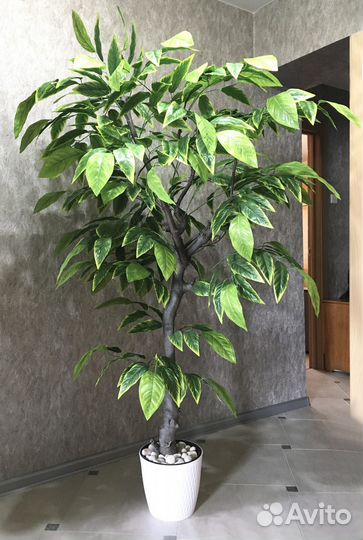 Дерево искусственное Манго 2 метра