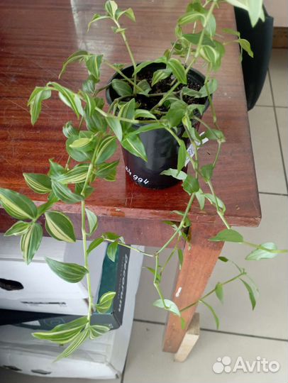 Комнатные цветы