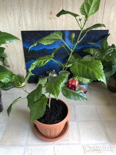 Гибискус красный махровый