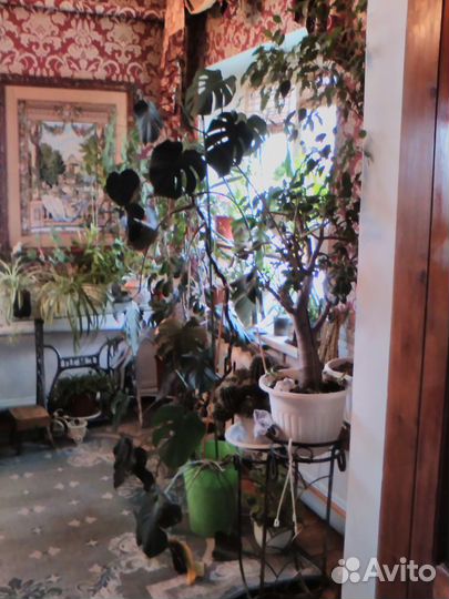 Длиномеры растения