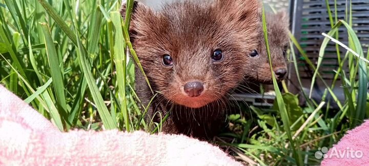 Норка, соболь, хорёк, ласка с доставкой по РФ