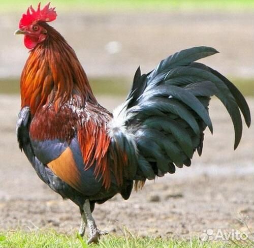 Молодые петухи