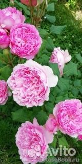 Роза шраб Элоди Госсини