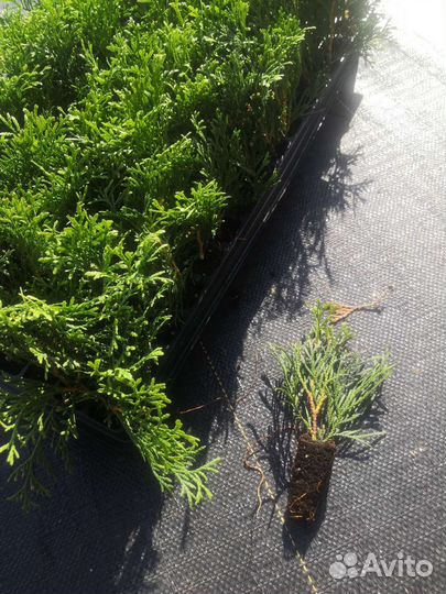 Саженцы туи смарагд