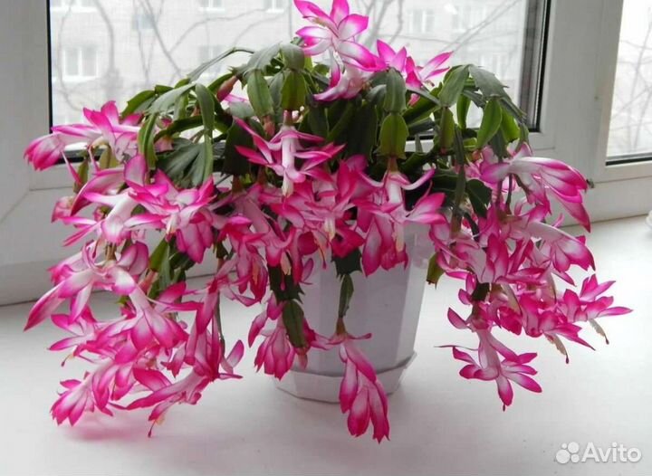 Декабрист шлюмбергера