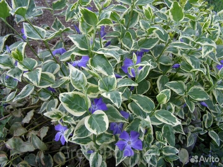 Барвинок пестролистный вечнозеленый