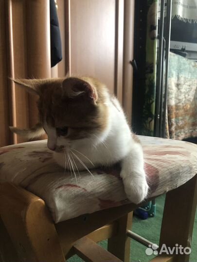 Кошка в дар
