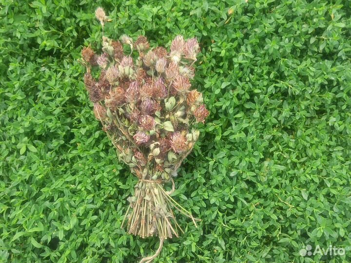 Душица, зверобой, клевер