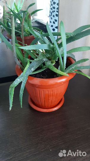 Алоэ ростки